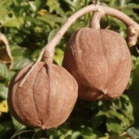 Krappa olie - flesje 100 ml